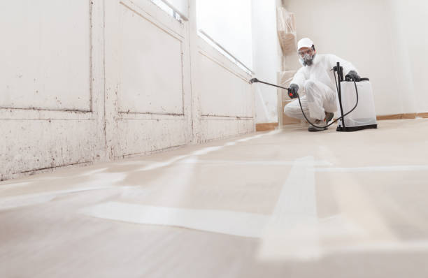 24/7 Emergency Mold Removal experts in East Jordan, MI