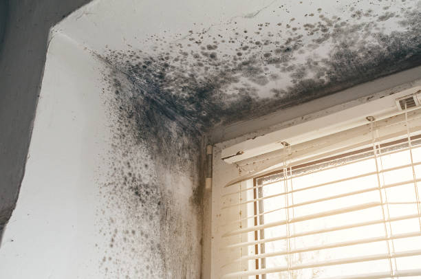 Affordable Mold Removal solutions in East Jordan, MI